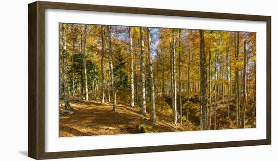 Landscape with Iraty forest, Basque Country, Pyrenees-Atlantique, France-Panoramic Images-Framed Photographic Print