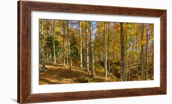 Landscape with Iraty forest, Basque Country, Pyrenees-Atlantique, France-Panoramic Images-Framed Photographic Print