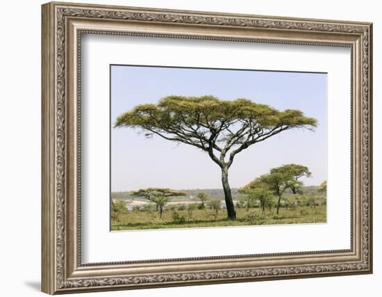 Landscape with Large Acacia Tree Near Lake Ndutu, Ngorongoro, Tanzania-James Heupel-Framed Photographic Print