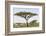 Landscape with Large Acacia Tree Near Lake Ndutu, Ngorongoro, Tanzania-James Heupel-Framed Photographic Print