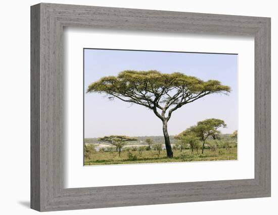 Landscape with Large Acacia Tree Near Lake Ndutu, Ngorongoro, Tanzania-James Heupel-Framed Photographic Print
