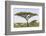 Landscape with Large Acacia Tree Near Lake Ndutu, Ngorongoro, Tanzania-James Heupel-Framed Photographic Print