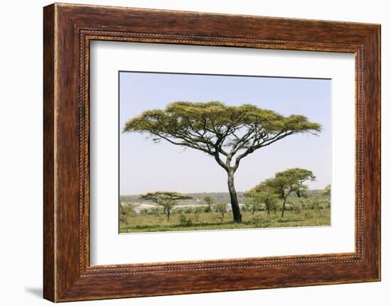 Landscape with Large Acacia Tree Near Lake Ndutu, Ngorongoro, Tanzania-James Heupel-Framed Photographic Print