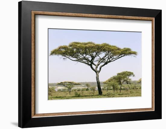 Landscape with Large Acacia Tree Near Lake Ndutu, Ngorongoro, Tanzania-James Heupel-Framed Photographic Print