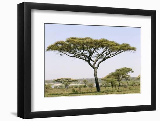 Landscape with Large Acacia Tree Near Lake Ndutu, Ngorongoro, Tanzania-James Heupel-Framed Photographic Print