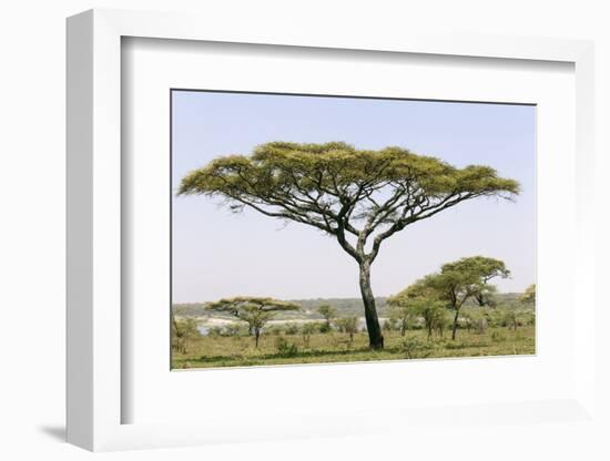 Landscape with Large Acacia Tree Near Lake Ndutu, Ngorongoro, Tanzania-James Heupel-Framed Photographic Print