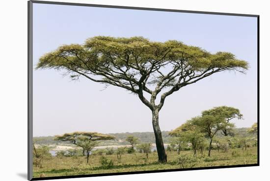 Landscape with Large Acacia Tree Near Lake Ndutu, Ngorongoro, Tanzania-James Heupel-Mounted Photographic Print