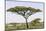 Landscape with Large Acacia Tree Near Lake Ndutu, Ngorongoro, Tanzania-James Heupel-Mounted Photographic Print