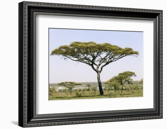 Landscape with Large Acacia Tree Near Lake Ndutu, Ngorongoro, Tanzania-James Heupel-Framed Photographic Print