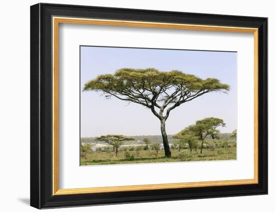 Landscape with Large Acacia Tree Near Lake Ndutu, Ngorongoro, Tanzania-James Heupel-Framed Photographic Print