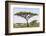 Landscape with Large Acacia Tree Near Lake Ndutu, Ngorongoro, Tanzania-James Heupel-Framed Photographic Print