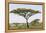 Landscape with Large Acacia Tree Near Lake Ndutu, Ngorongoro, Tanzania-James Heupel-Framed Premier Image Canvas