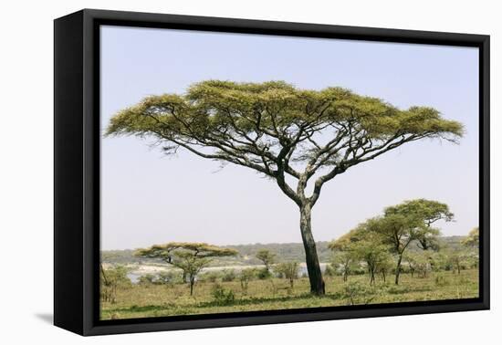 Landscape with Large Acacia Tree Near Lake Ndutu, Ngorongoro, Tanzania-James Heupel-Framed Premier Image Canvas