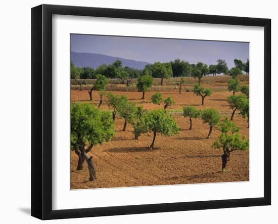 Landscape with Olive Trees, Majorca (Mallorca), Balearic Islands, Spain, Europe-John Miller-Framed Photographic Print