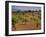 Landscape with Olive Trees, Majorca (Mallorca), Balearic Islands, Spain, Europe-John Miller-Framed Photographic Print