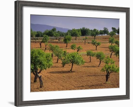 Landscape with Olive Trees, Majorca (Mallorca), Balearic Islands, Spain, Europe-John Miller-Framed Photographic Print