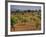 Landscape with Olive Trees, Majorca (Mallorca), Balearic Islands, Spain, Europe-John Miller-Framed Photographic Print