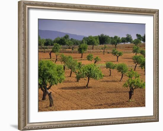 Landscape with Olive Trees, Majorca (Mallorca), Balearic Islands, Spain, Europe-John Miller-Framed Photographic Print