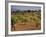 Landscape with Olive Trees, Majorca (Mallorca), Balearic Islands, Spain, Europe-John Miller-Framed Photographic Print