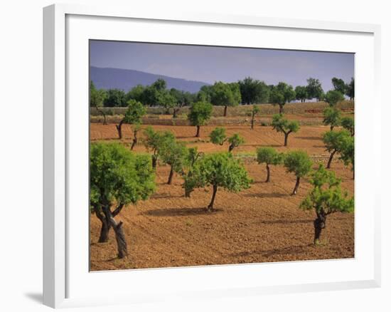 Landscape with Olive Trees, Majorca (Mallorca), Balearic Islands, Spain, Europe-John Miller-Framed Photographic Print