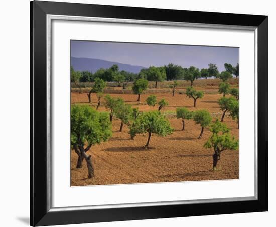 Landscape with Olive Trees, Majorca (Mallorca), Balearic Islands, Spain, Europe-John Miller-Framed Photographic Print