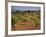 Landscape with Olive Trees, Majorca (Mallorca), Balearic Islands, Spain, Europe-John Miller-Framed Photographic Print