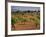 Landscape with Olive Trees, Majorca (Mallorca), Balearic Islands, Spain, Europe-John Miller-Framed Photographic Print