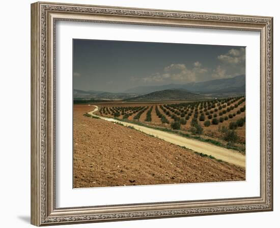 Landscape with Olive Trees, Near Jaen, Andalucia, Spain-Michael Busselle-Framed Photographic Print