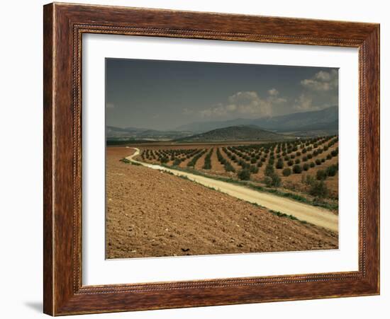 Landscape with Olive Trees, Near Jaen, Andalucia, Spain-Michael Busselle-Framed Photographic Print