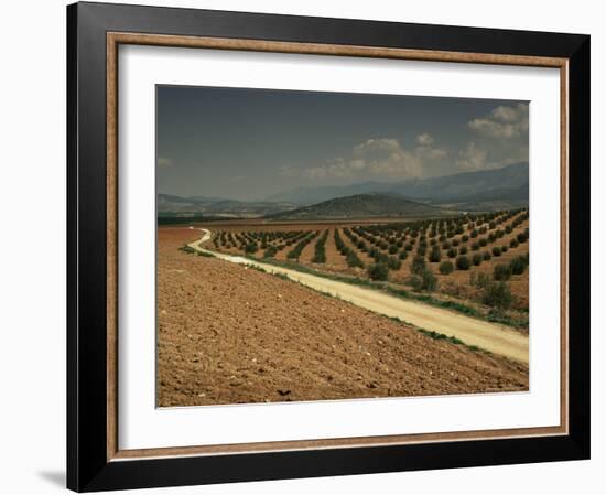 Landscape with Olive Trees, Near Jaen, Andalucia, Spain-Michael Busselle-Framed Photographic Print