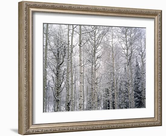 Landscape with view inside of forest in winter, Vail, Colorado, USA-Panoramic Images-Framed Photographic Print