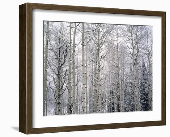 Landscape with view inside of forest in winter, Vail, Colorado, USA-Panoramic Images-Framed Photographic Print