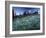 Landscape with Wild Flowers, Mount Rainier National Park, Washington State-Colin Brynn-Framed Photographic Print