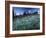 Landscape with Wild Flowers, Mount Rainier National Park, Washington State-Colin Brynn-Framed Photographic Print