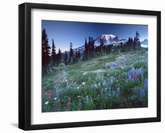 Landscape with Wild Flowers, Mount Rainier National Park, Washington State-Colin Brynn-Framed Photographic Print