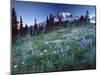 Landscape with Wild Flowers, Mount Rainier National Park, Washington State-Colin Brynn-Mounted Photographic Print