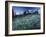 Landscape with Wild Flowers, Mount Rainier National Park, Washington State-Colin Brynn-Framed Photographic Print