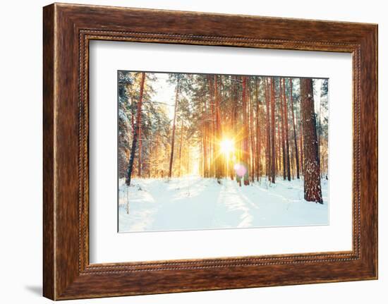 Landscape with Winter Forest and Bright Sunbeams. Sunrise, Sunset in Cold Snowy Forest-Grisha Bruev-Framed Photographic Print