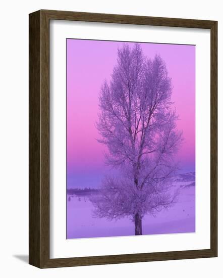 Landscape, Yellowstone National Park, Wyoming, USA-Art Wolfe-Framed Photographic Print