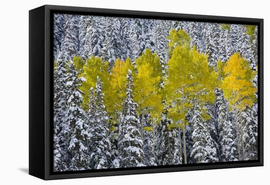 Landscapes of the San Juan Mountains and Fall Foliage Near Telluride, Colorado-Sergio Ballivian-Framed Premier Image Canvas