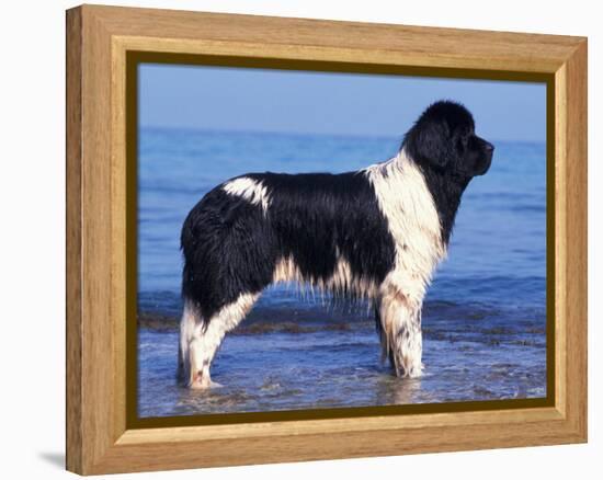 Landseer / Newfoundland Standing at the Beach-Adriano Bacchella-Framed Premier Image Canvas