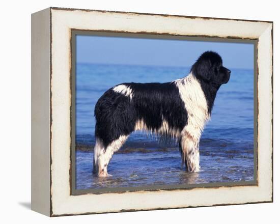 Landseer / Newfoundland Standing at the Beach-Adriano Bacchella-Framed Premier Image Canvas