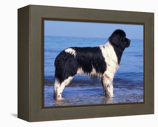 Landseer / Newfoundland Standing at the Beach-Adriano Bacchella-Framed Premier Image Canvas