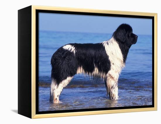 Landseer / Newfoundland Standing at the Beach-Adriano Bacchella-Framed Premier Image Canvas