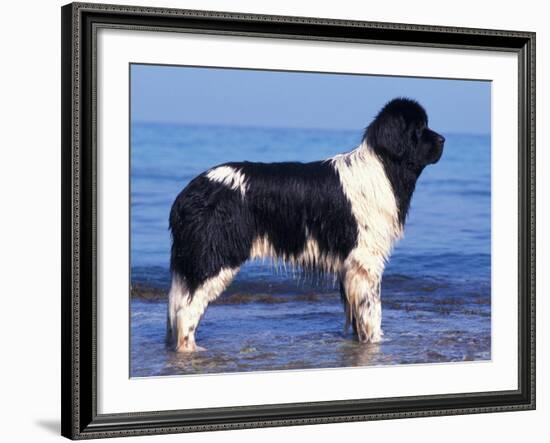 Landseer / Newfoundland Standing at the Beach-Adriano Bacchella-Framed Photographic Print