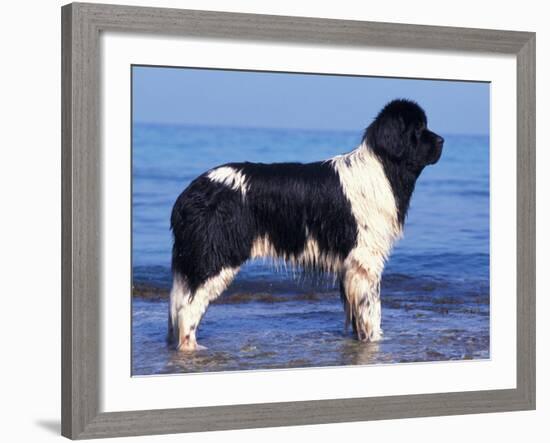 Landseer / Newfoundland Standing at the Beach-Adriano Bacchella-Framed Photographic Print