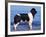 Landseer / Newfoundland Standing at the Beach-Adriano Bacchella-Framed Photographic Print