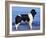 Landseer / Newfoundland Standing at the Beach-Adriano Bacchella-Framed Photographic Print