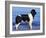 Landseer / Newfoundland Standing at the Beach-Adriano Bacchella-Framed Photographic Print