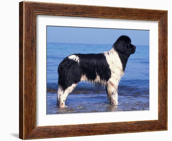 Landseer / Newfoundland Standing at the Beach-Adriano Bacchella-Framed Photographic Print